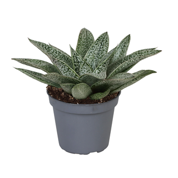 Gasteria 'DNella' F00001929