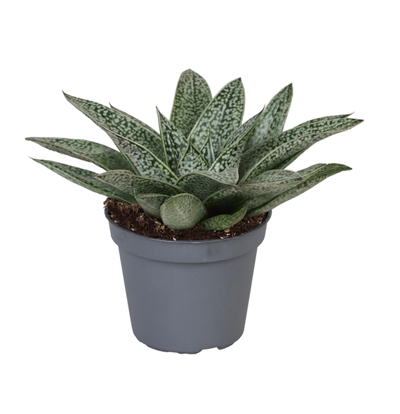 Gasteria 'DNella' F00001929