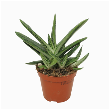 Gasteria 'Little Warty' F00001287