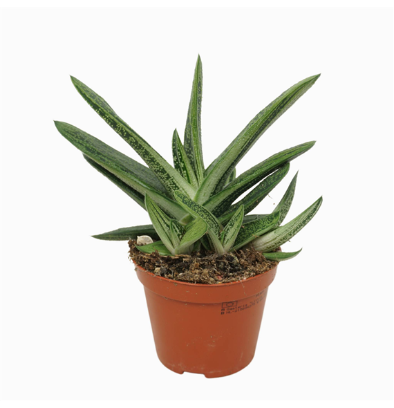 Gasteria 'Little Warty' F00001287