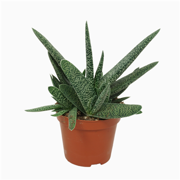 Gasteria carinata var verrucosa F00001288