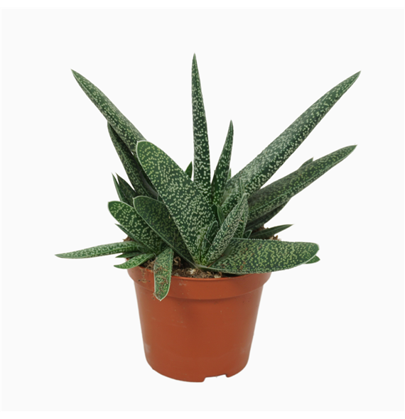 Gasteria carinata var verrucosa F00001288