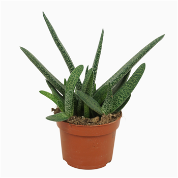 Gasteria carinata var verrucosa F00001342
