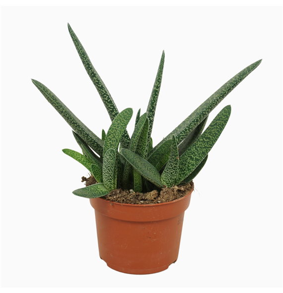Gasteria carinata var verrucosa F00001342