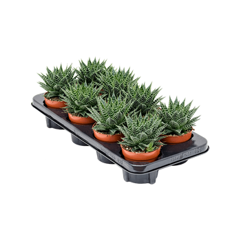 Gasteria hybride 'Aurora' 8/tray 4GAHABP10