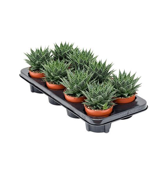 Gasteria hybride 'Aurora' 8/tray 4GAHABP10