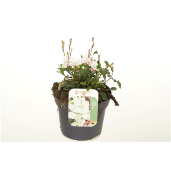 Gaura lindheimeri 'Gaudi White' F00004764