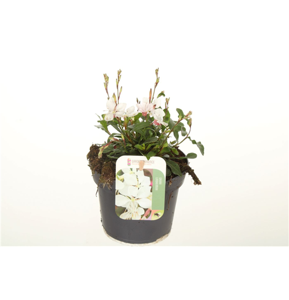 Gaura lindheimeri 'Gaudi White' F00004764
