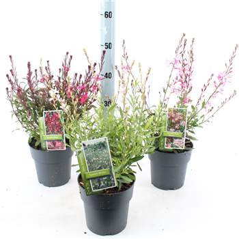Gaura lindheimeri mix F00004092