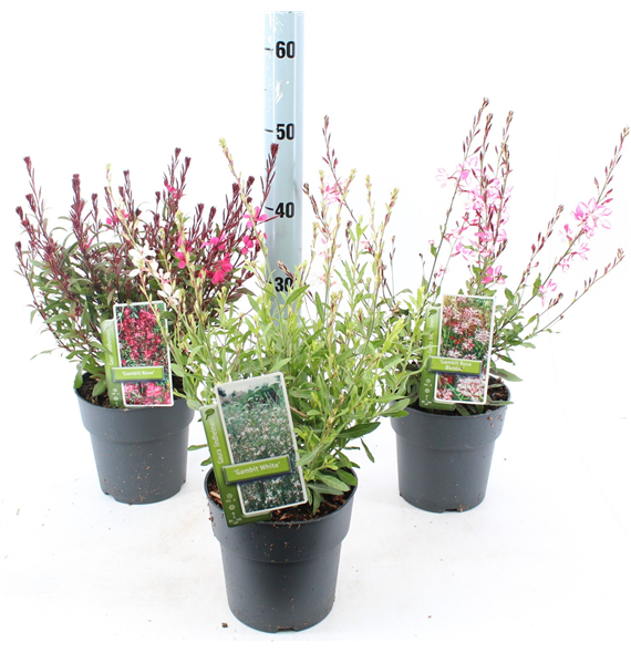 Gaura lindheimeri mix F00004092