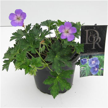 Geranium Rozanne in tray F00003891