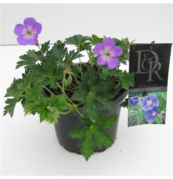 Geranium Rozanne in tray F00003891