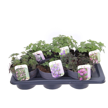 Geranium mix F00005558
