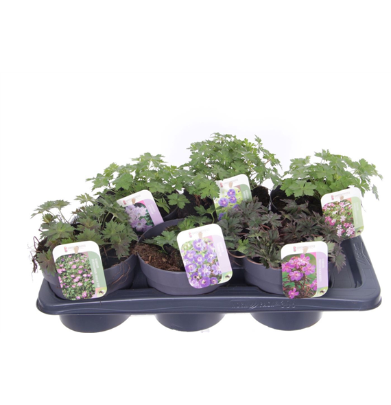 Geranium mix F00005558
