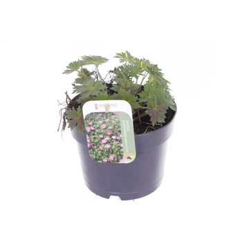 Geranium wlassovianum 'Lakwijk Star' F00005561