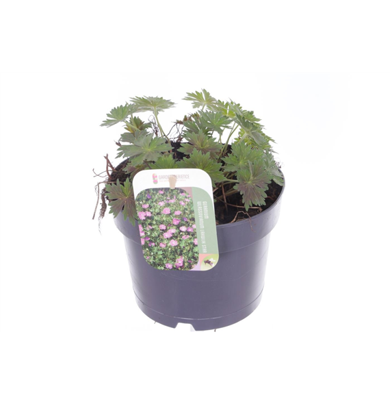 Geranium wlassovianum 'Lakwijk Star' F00005561