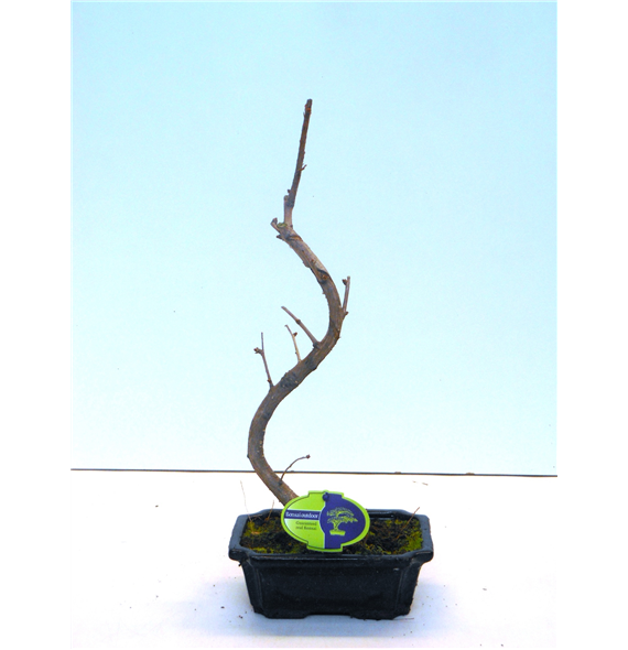 Ginkgo biloba F00002200
