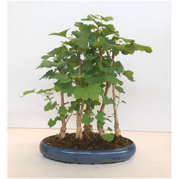 Ginkgo Biloba F00007699