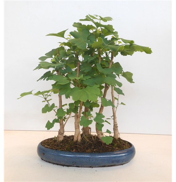 Ginkgo Biloba F00007699