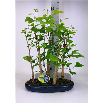 Ginkgo biloba F00002201