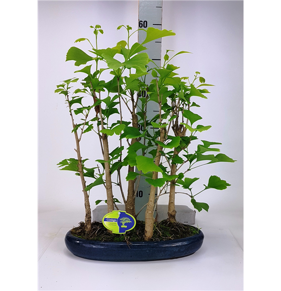 Ginkgo biloba F00002201