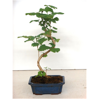 Ginkgo biloba F00007698