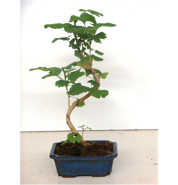 Ginkgo biloba F00007698