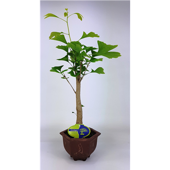 Ginkgo biloba F00002196