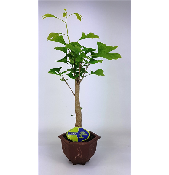 Ginkgo biloba F00002196