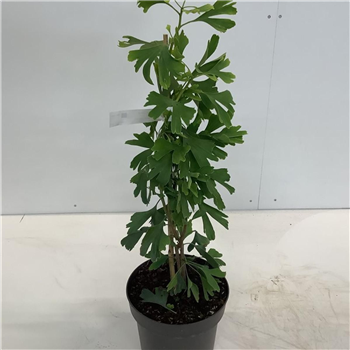 Ginkgo biloba F00008063