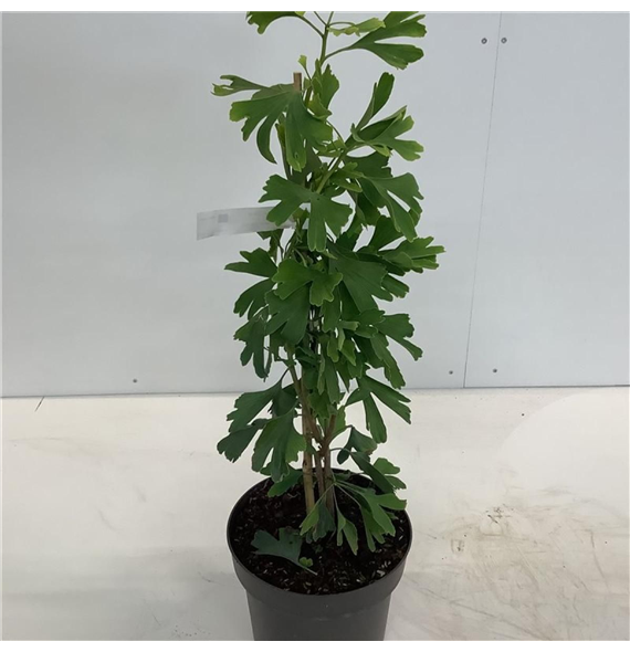 Ginkgo biloba F00008063