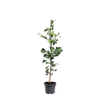 Ginkgo biloba F00007916