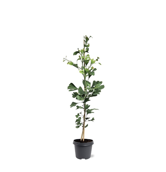 Ginkgo biloba F00007916