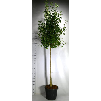 Ginkgo biloba 'Autumn Gold' F00006441