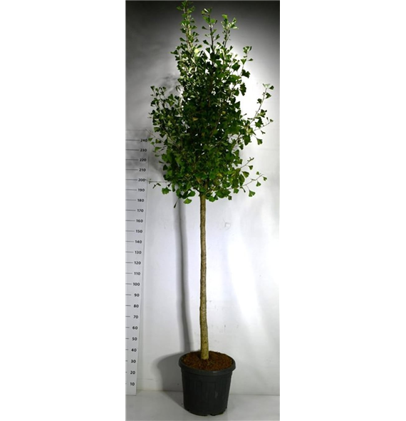 Ginkgo biloba 'Autumn Gold' F00006441