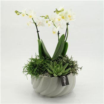 Orhideja Phalaenopsis PHAL-2611 creatie 4 pp 60cm 24cm Q4548