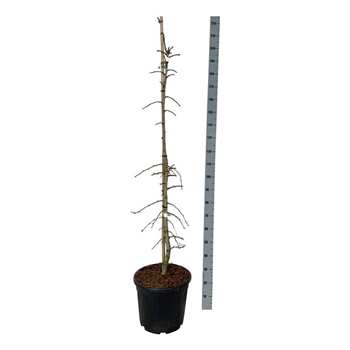 Ginkgo biloba 'China Pendula' F00007398