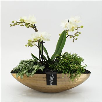 Orhideja Phalaenopsis PHAL-2654 creatie 3 pp 45cm 35cm Q4550