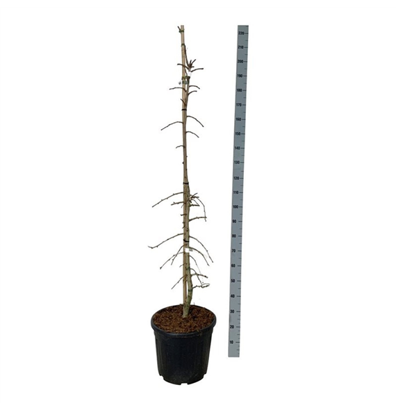 Ginkgo biloba 'China Pendula' F00007398