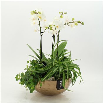 Orhideja Phalaenopsis PHAL-2655 creatie 3 pp 55cm 26cm Q4551