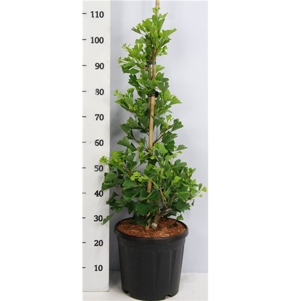 Ginkgo biloba 'Fastigiata Blagon' F00006353