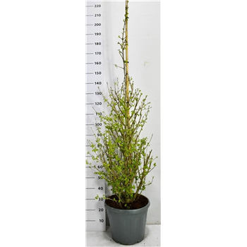 Ginkgo biloba 'Fastigiata Blagon' F00006666