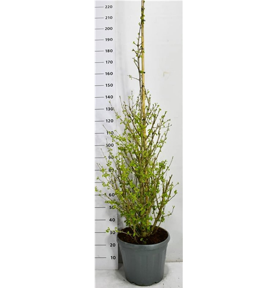 Ginkgo biloba 'Fastigiata Blagon' F00006666