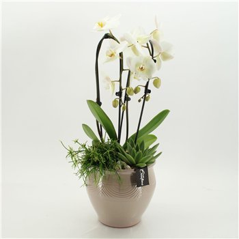 Orhideja Phalaenopsis PHAL-2635 creatie 3 pp 70cm 20cm Q4558