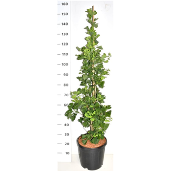 Ginkgo biloba 'Fastigiata Blagon' F00006185