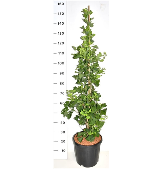 Ginkgo biloba 'Fastigiata Blagon' F00006185