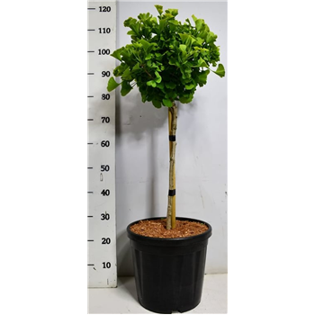 Ginkgo biloba 'Mariken' F00005907