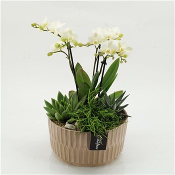 Orhideja Phalaenopsis PHAL-2622W creatie 4 pp 50cm 22cm Q4571