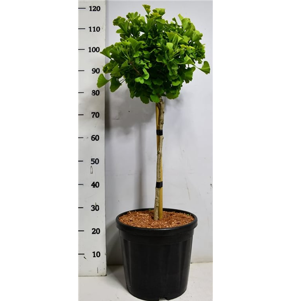 Ginkgo biloba 'Mariken' F00005907