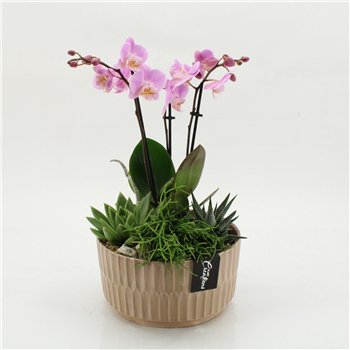 Orhideja Phalaenopsis PHAL-2622RZ creatie 4 pp 50cm 22cm Q4572